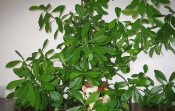 Синадениум (дерево любви): уход в домашних условиях, фото